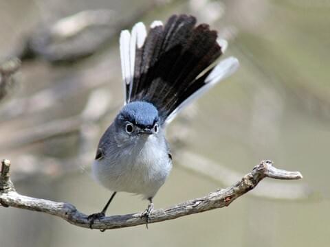 Blue-gray Gnatcatcher Identification, All About Birds, Cornell Lab of Ornithology
